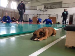 Velünk volt a Táborban, így az edzéseken is Vuk kutyus is
